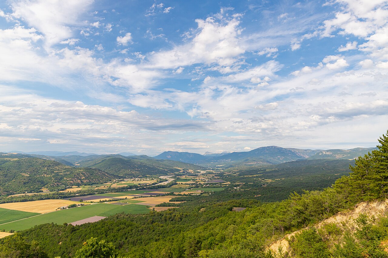 Champ de lavande au pied des Alpes en Provence